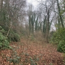 BOIS SUR LES HAUTS DE ROUEN