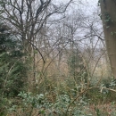 BOIS SUR LES HAUTS DE ROUEN