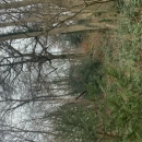 BOIS SUR LES HAUTS DE ROUEN