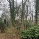BOIS SUR LES HAUTS DE ROUEN