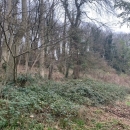 BOIS SUR LES HAUTS DE ROUEN
