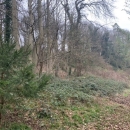 BOIS SUR LES HAUTS DE ROUEN